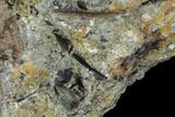 Fossil Hadrosaur Phalanx In Situ - Aguja Formation, Texas #88790-3